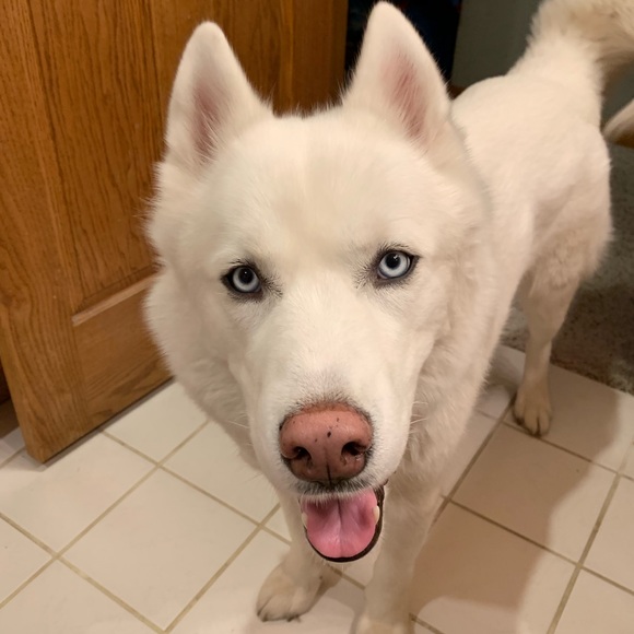 Meet your Posher, Timothy - Picture 1 of 1